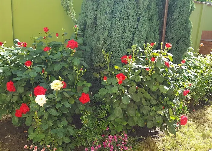 Affittacamere Pensiunea Alegria 3*